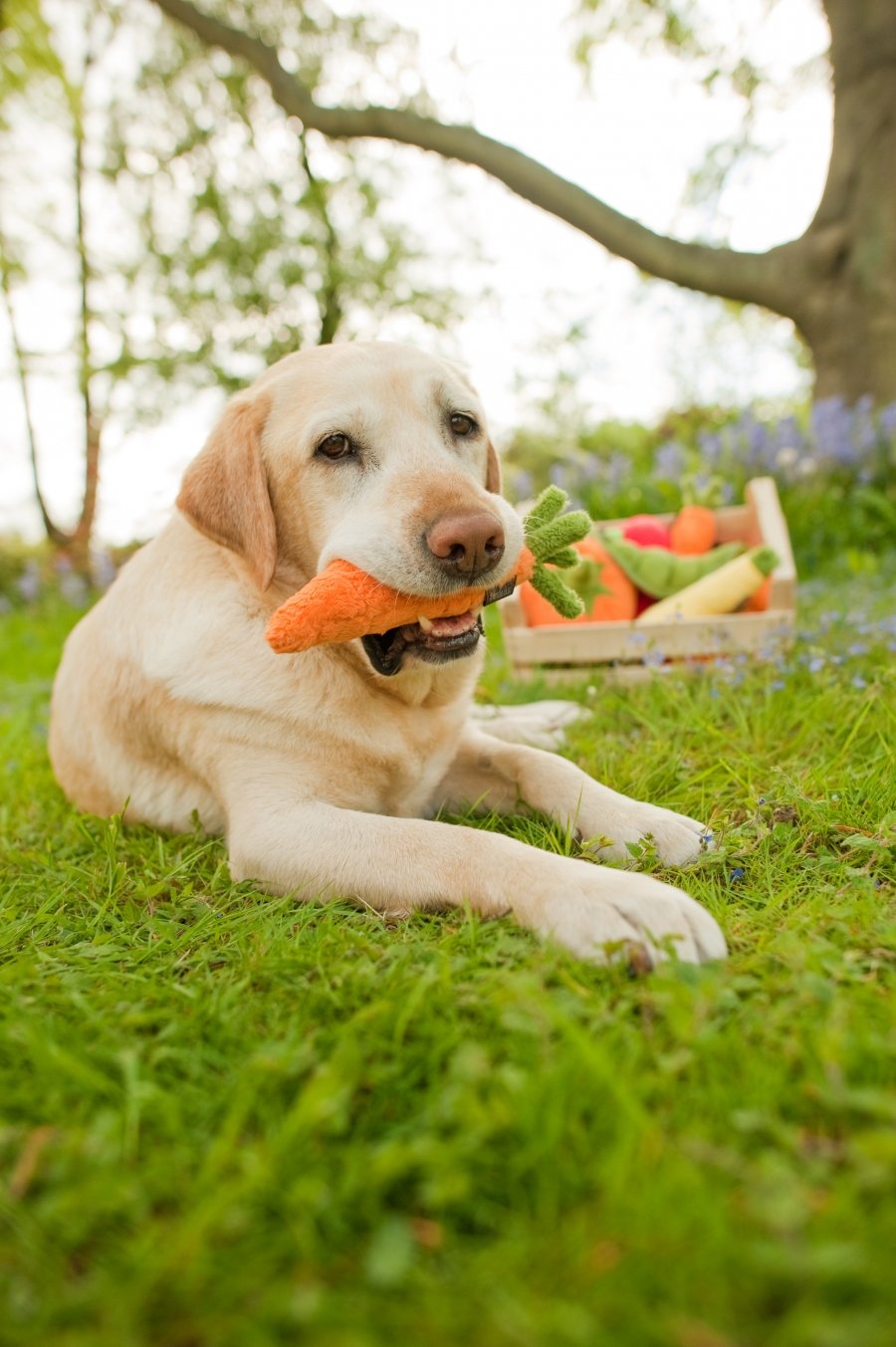 Carrot Plush Dog Toy