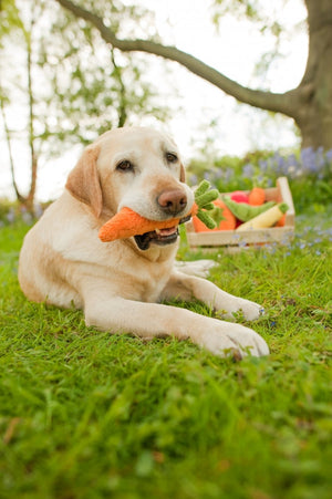 Carrot Plush Dog Toy