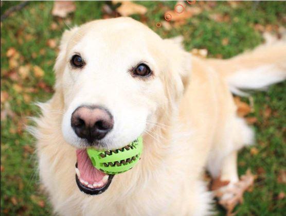 Doggy PetzBall - PetzMagic™