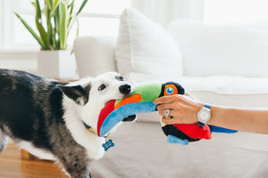 Toucan Plush Dog Toy
