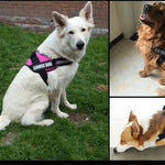 New Heavy Duty Reflective Dog Harness - Free Shipping